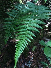 Polystichum montevidense