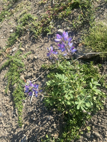 Lupinus succulentus observed 2026-08-09
