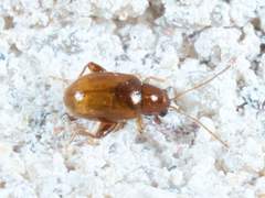 Glyptina