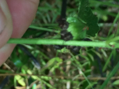 Orsilochides stictica