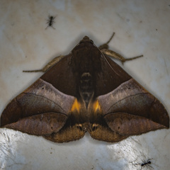 Bastilla fulvotaenia