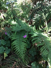 Polystichum montevidense