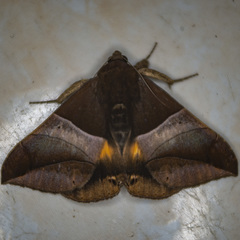 Bastilla fulvotaenia