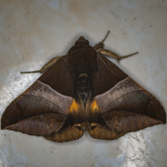 Bastilla fulvotaenia
