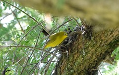 Zosterops anderssoni