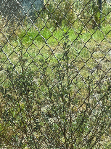 Sida rhombifolia observed 2026-08-09