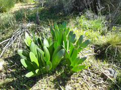 Haemanthus graniticus