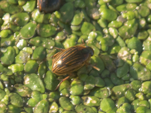 Tropisternus collaris