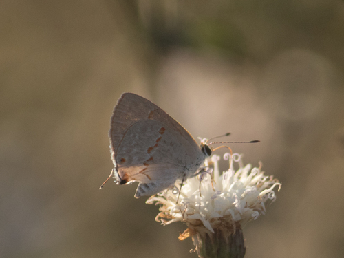 Gray Ministreak