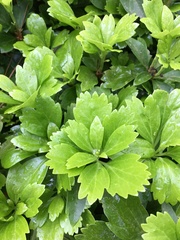Pachysandra