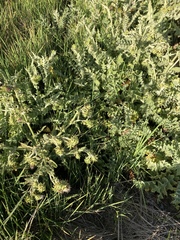 Cirsium fontinale obispoense