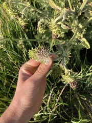 Cirsium fontinale obispoense