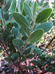 Arctostaphylos hispidula