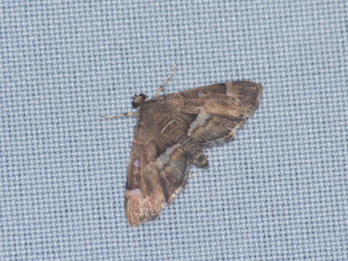Spotted Beet Webworm Moth