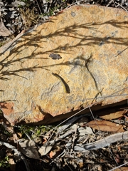 Hemiergis decresiensis