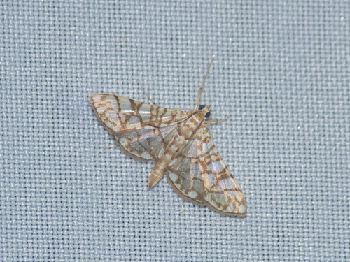 Synclera jarbusalis