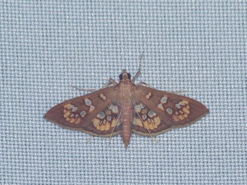 Prenesta fenestrinalis