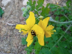 Gallerucida bifasciata