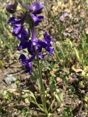 Delphinium uliginosum