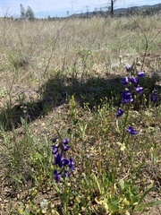Delphinium uliginosum