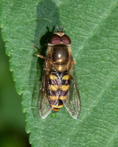 Western Aphideater photo 5