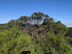 Arctostaphylos refugioensis