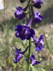 Delphinium uliginosum
