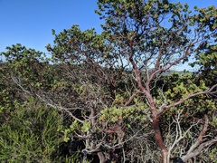 Arctostaphylos refugioensis
