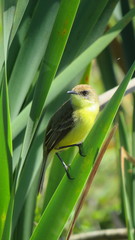 Pseudocolopteryx flaviventris