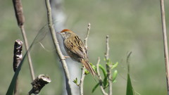 Spartonoica maluroides