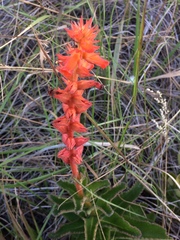 Sinningia allagophylla
