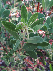 Arctostaphylos hispidula