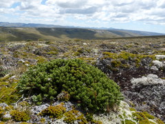 Celmisia ramulosa tuberculata