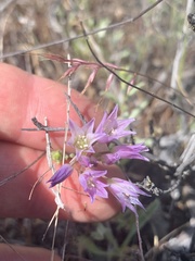 Allium fimbriatum