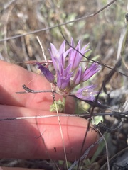 Allium fimbriatum
