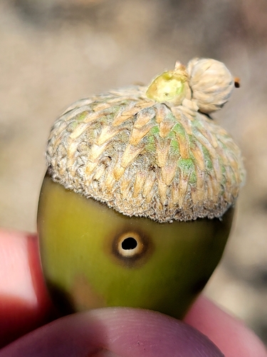 iNaturalist observation photo of California Acorn Weevil