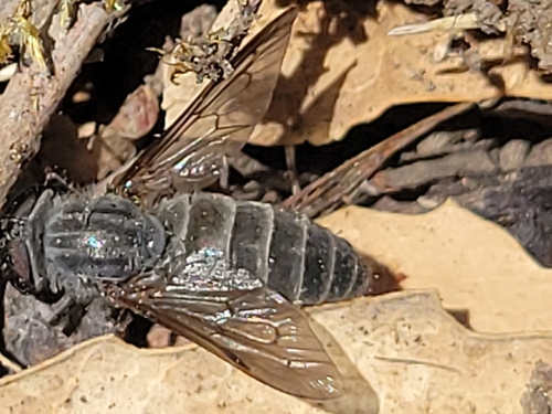 iNaturalist observation photo of Apatolestes