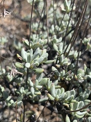 Eriogonum tripodum