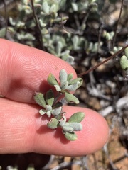 Eriogonum tripodum