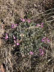 Astragalus utahensis