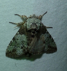 Macrurocampa marthesia