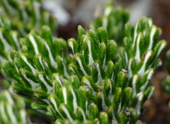 Celmisia ramulosa tuberculata