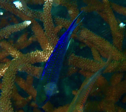 Neopomacentrus anabatoides observed 2026-08-08