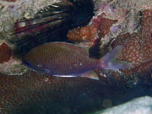 Chromis cinerascens observed 2026-08-08