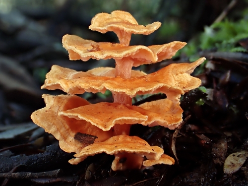 Pagoda Fungus