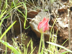 Tulipa agenensis