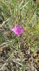 Clarkia gracilis