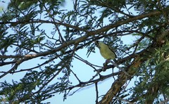 Pogoniulus chrysoconus