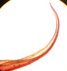 Vinealobryum vineale
