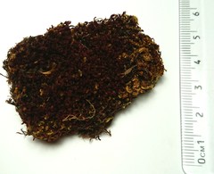 Vinealobryum vineale